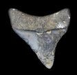 Juvenile Megalodon Tooth - Venice, Florida #36684-1